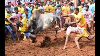 Pudukkottai district will witness highest number of jallikattu events in TN, minister says