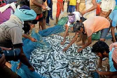Fish exports from Gujarat set to dive by 20% due to deficient rain