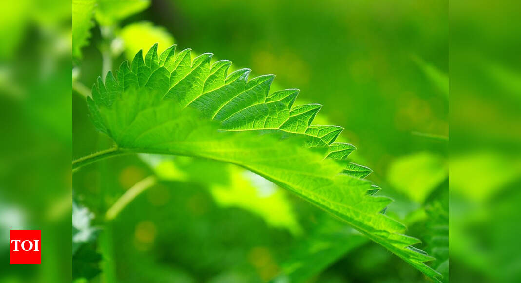 Delhi Youths Hooked To New Forms Of Marijuana Delhi News Times Of India