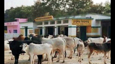 Kanpur: Cows in school, students head home