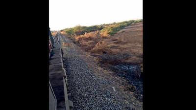 Loco pilot’s alertness saves lion