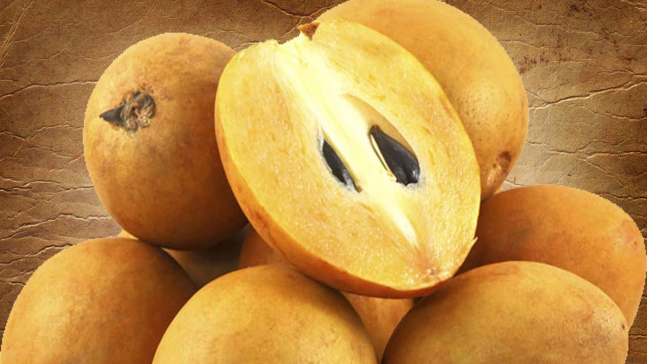 Five reasons to include Chikoo in your diet Times of India