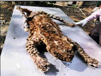 Carcasses of leopard, sambar found in trap | Mumbai News - Times of India