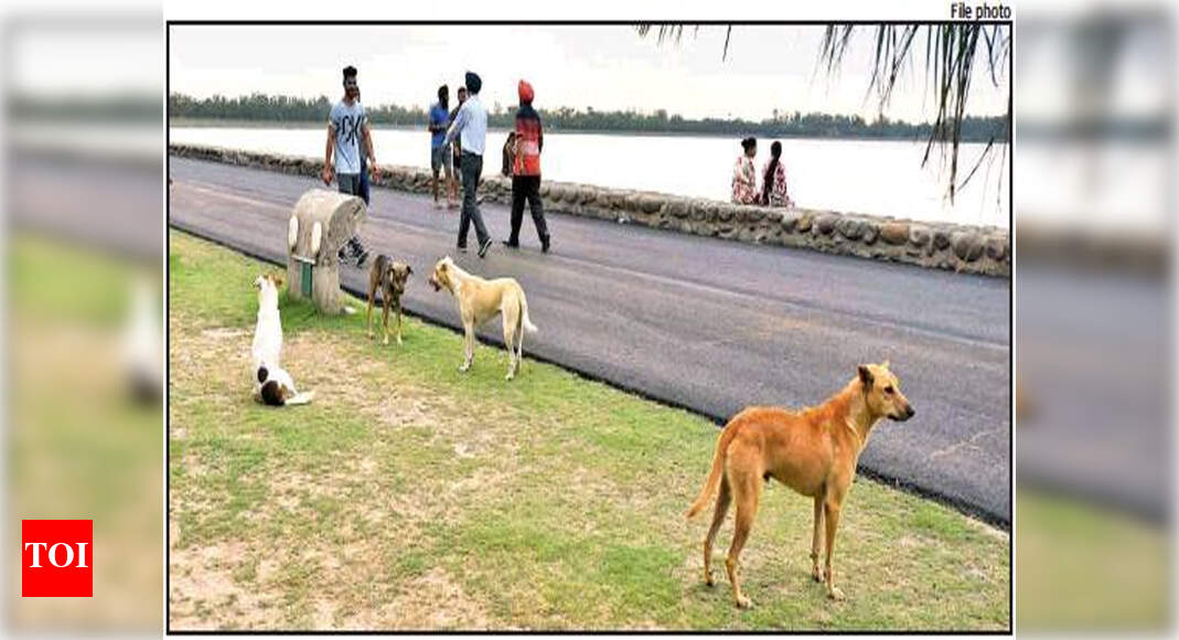 Dogs turn feral, pose grave threat to birds, animals at Sukhna Lake