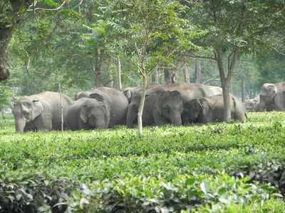 Human-elephant conflict in Assam has taken a 'disaster' proportion: Aaranyak