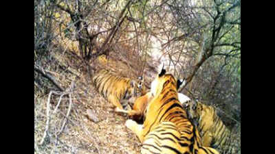 Year starts with baby boom at Ranthambore