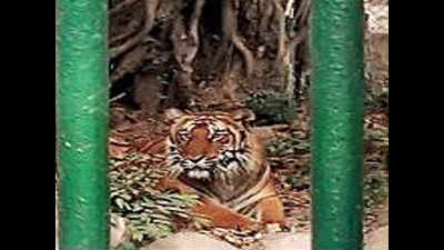 Lucknow: Mixed views rage over maneater tiger’s name