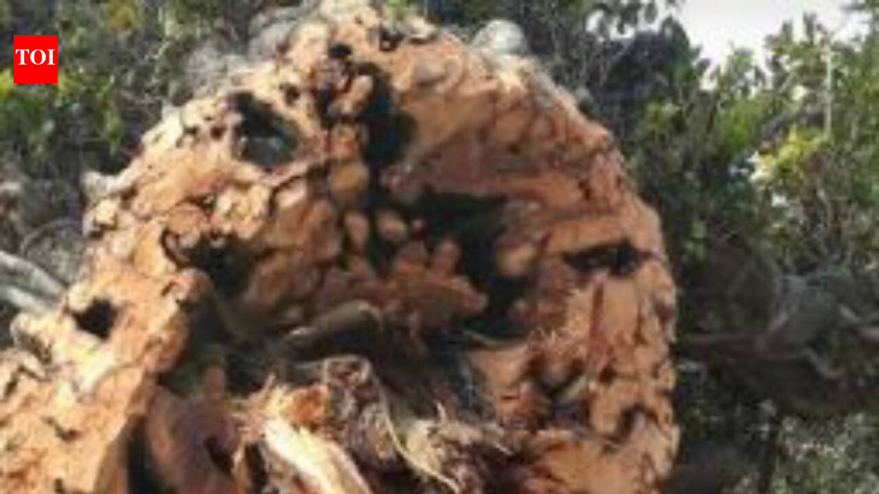 Lucknow: Tree that residents paid tribute to axed