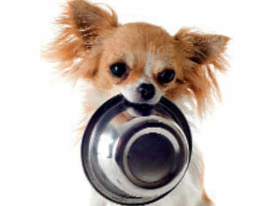 What, When And Why To Feed Your Pet - Times Of India