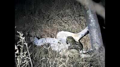 Mother lioness adopts leopard cub for upbringing | Rajkot News ...