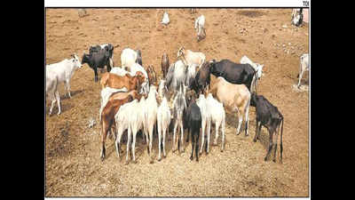 ‘Nand Grah’ to tackle stray cattle menace in Sriganganagar