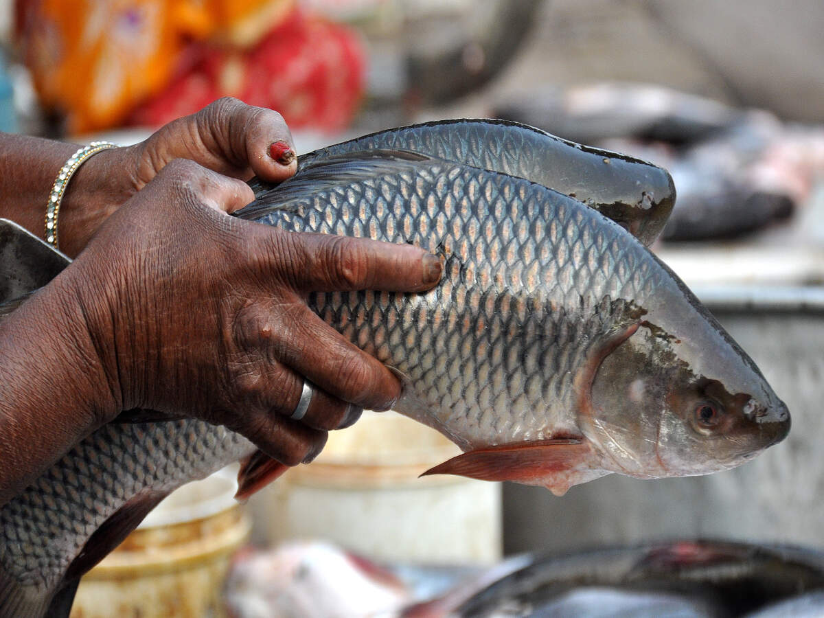 Tests find formalin in fish from other states | Patna News - Times of India