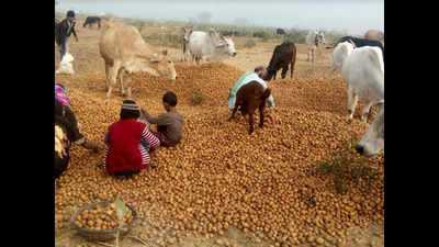 Potato farmers ask Yogi Adityanath to increase support price to Rs 1,000 per quintal