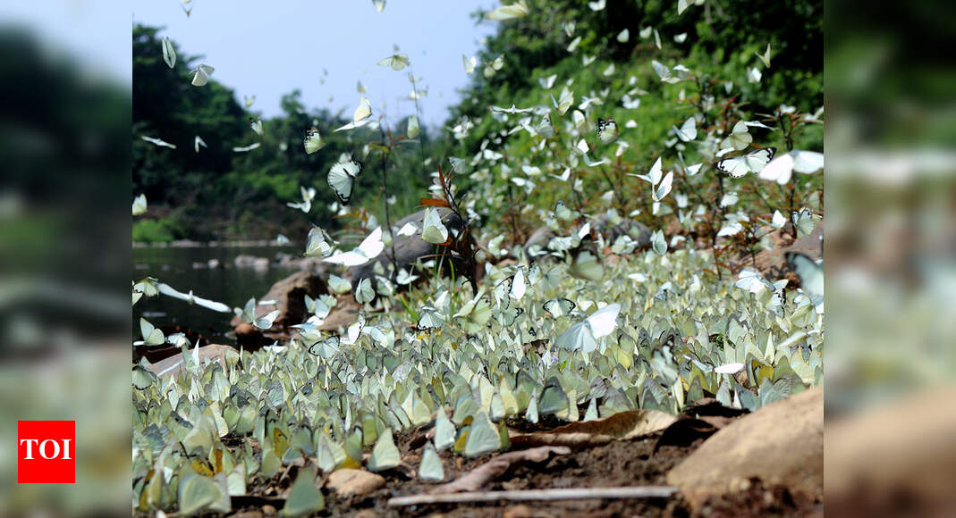 The butterfly effect Kochi News Times of India