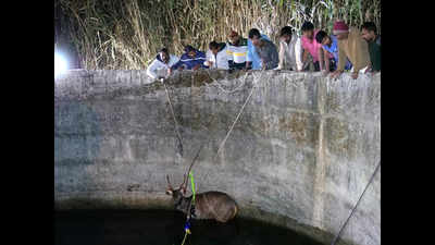 Sambar deer and civet cat rescued from deep wells in Maharashtra