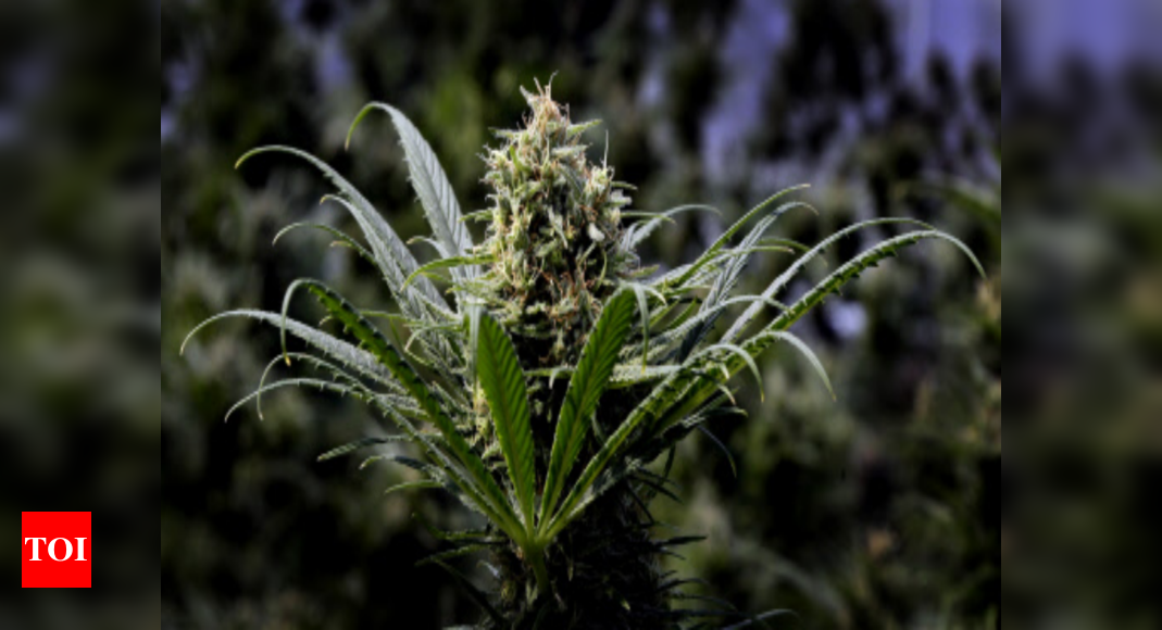 Cannabis have significantly increased in potency: Study - Times of India