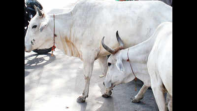 Basti district administration starts cattle conservation helpline