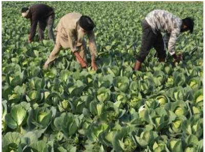 MP Cabinet Approves Farm Loan Waiver With New Cut-off Date | India News ...