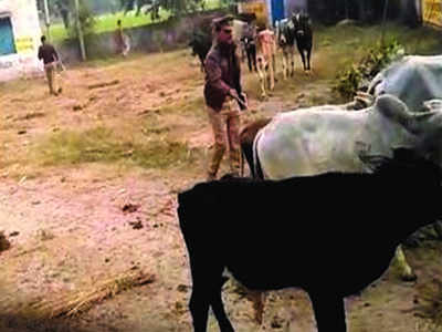Farmers herd stray cattle in another Kanpur school