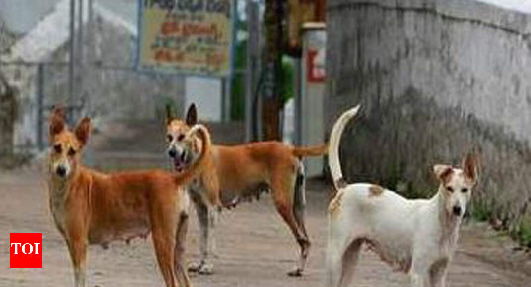 Navi Mumbai Animal lovers concerned over sudden disappearance of stray