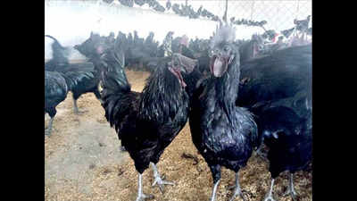 Black chicken, tinged with melanin & nutritional claims