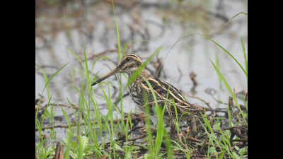 Shy Jack Snipe gets caught on camera
