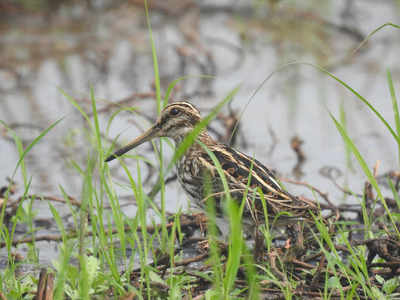 Shy Jack Snipe gets caught on camera | Kochi News - Times of India