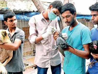 Apathy and space crunch in PFA home irks animal lovers | Hyderabad News -  Times of India
