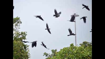 More crows found dead in Patna, Siwan and Muzaffarpur