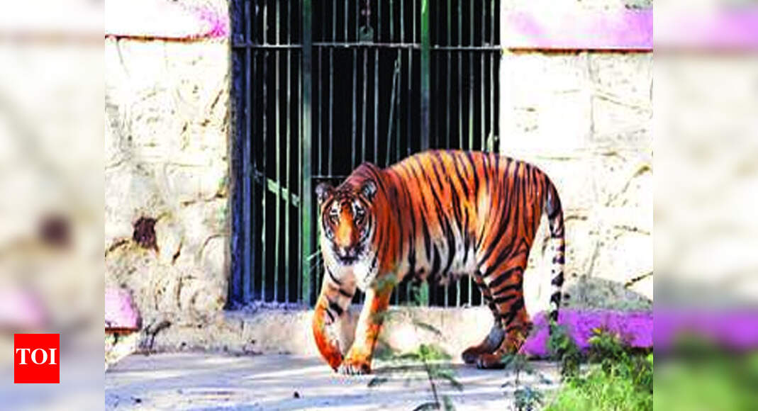 Now, CCTV cameras to monitor feeding of animals at Aurangabad’s zoo