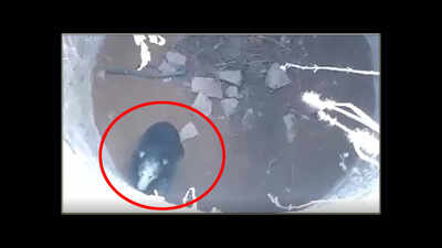 Sloth bear trapped in a 40-ft-deep well rescued in a two-hour-long operation in Karnataka