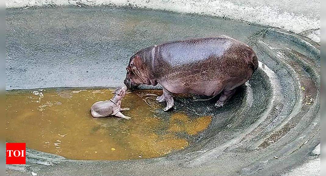 Dimpy Gives Birth To Baby Hippo In Zoo Vadodara News Times Of India