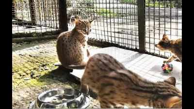 Spotted cats find home at SGNP