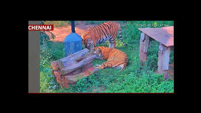 Chennai: CCTV cameras installed at Vandalur zoo