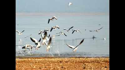 Himachal Pradesh: Number of migratory birds increases in Pong wetlands