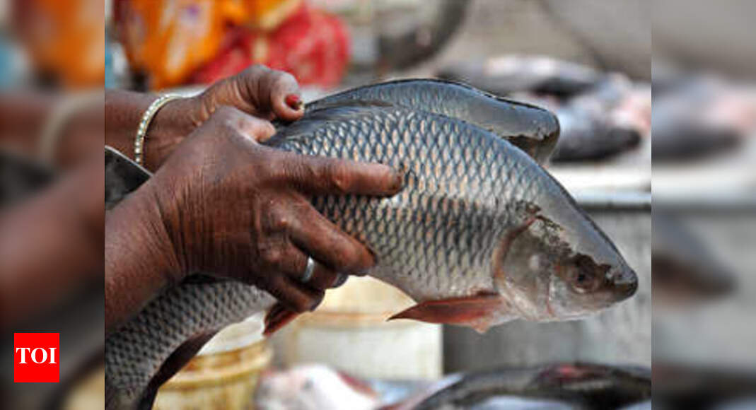 ‘Government to decide on fish ban in two days’ Patna News Times of