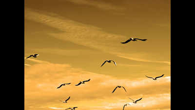 Migratory birds’ census in Jaisalmer wraps up today