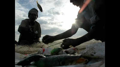 Tamil Nadu govt cracks whip against fishermen using banned nets
