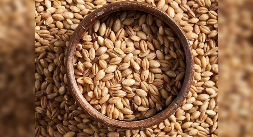 A new kind of carbohydrate found in barley study