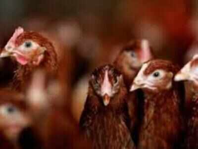 Tamil Nadu Govt Launches Free Country Chicken Scheme For Rural