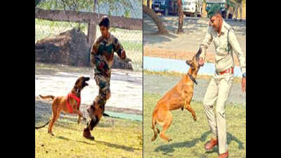 This dog squad is all set to sniff out poachers