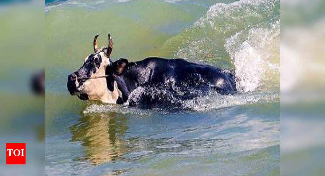 Corporation mulls setting up cattle traps on Marina Chennai News