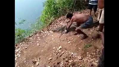 Unusual visitor crawls up at croc whistler's doorstep in Konkan