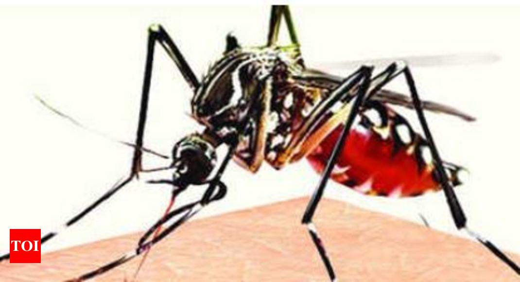 Mumbai malaria deaths halve, cases drop 16% | Mumbai News - Times of India