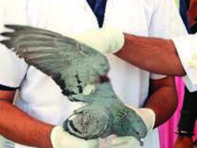 Found injured bird? Call rescuers using this application | Rajkot News -  Times of India