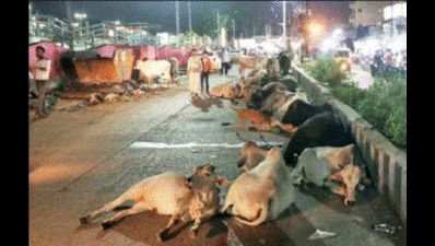 Drive against stray cattle in Madhya Pradesh kicks off on January 16
