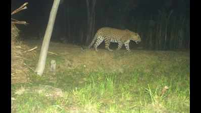 Leopard that killed two cubs caught on camera