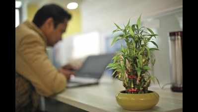 Stress buster to mood enhancer: how indoor plants work wonders in offices