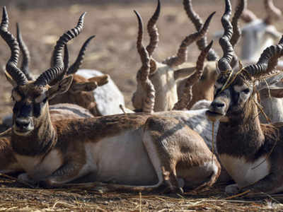 Barbed fencing around fields in Haryana being removed to protect blackbucks  | Chandigarh News - Times of India