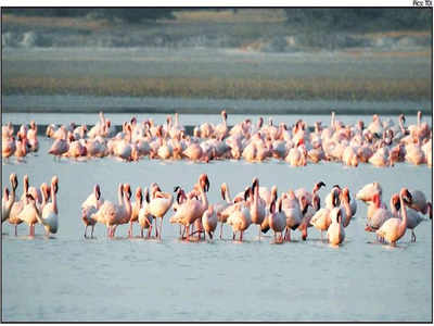 Migratory birds retreat from a ‘shrinking’ Sambhar Lake: Study